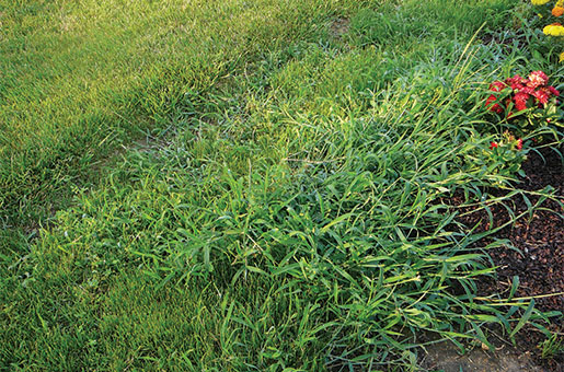 crabgrass-in-lawn-wide